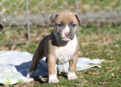 Daisy 4 weeks old