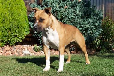 Effie 10 months old
