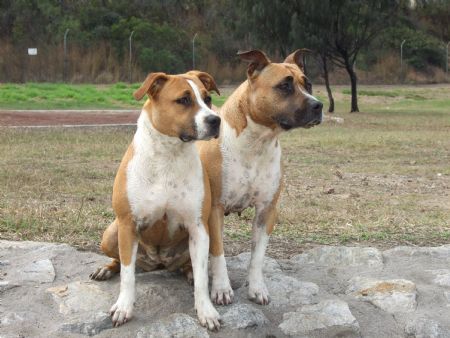 Aust Ch ZForce StarFX and her daughter Aust Ch AmstarFX Trixi Firecraka