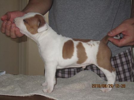 Fergus 4 weeks old