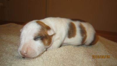 Fergus 8 days old
