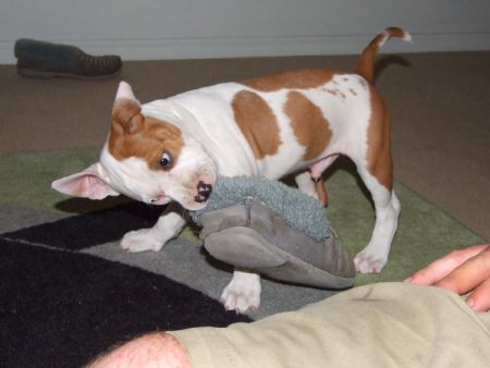 Fergus's first night home with us