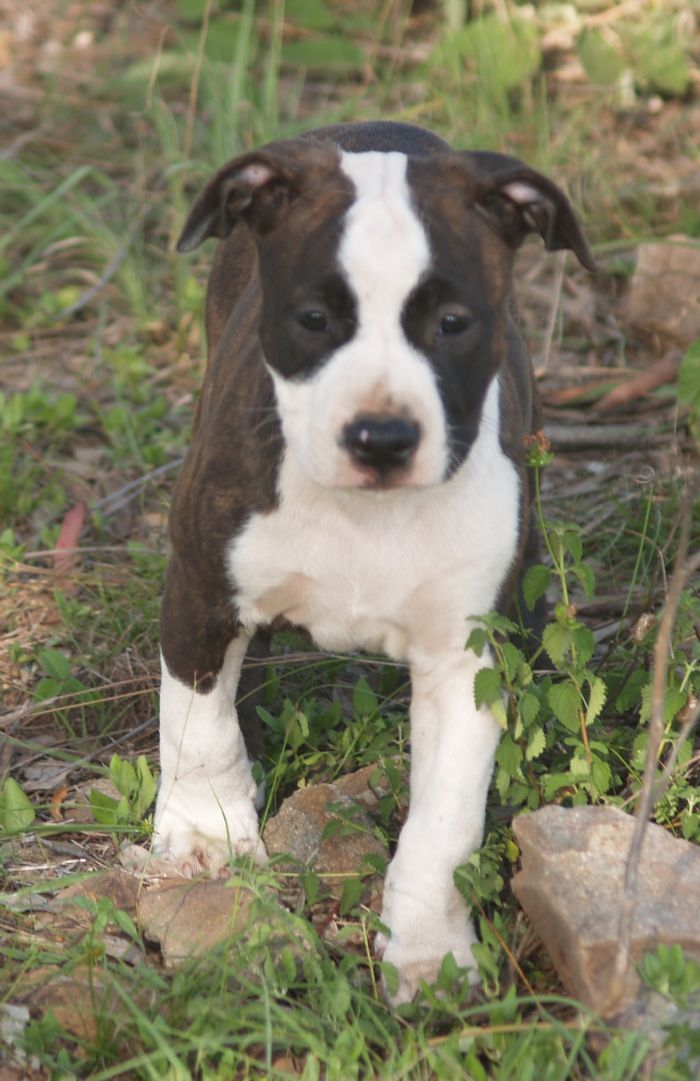 Daisy 4 weeks old