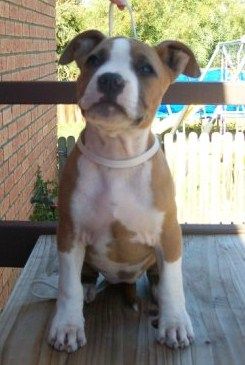 Pixie 9 weeks old