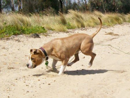 Pixie at the beach