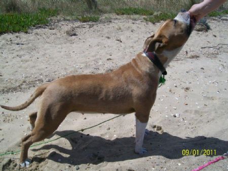 AmstarFX Tinkerbell - Pixie 12 months old