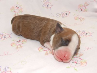 Pixie 2 days old
