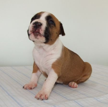 Trixi 3 weeks old