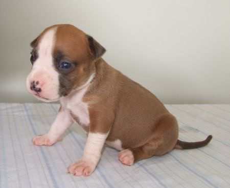 Pixie 3 weeks old
