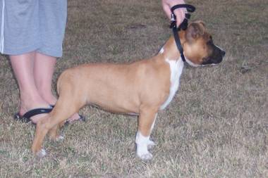 Effie at 8 weeks old