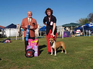 Rhino winning BEST PUPPY IN SHOW at the 2005 NSW Amstaff Ch Show
