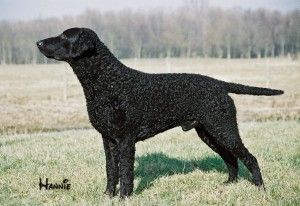 Curly coat outlet retriever for sale