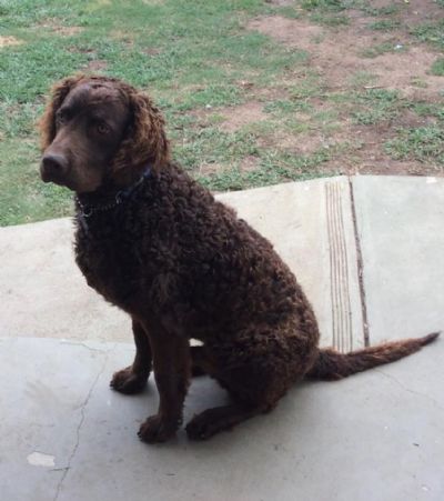 murray river curly coated retriever pups for sale gumtree