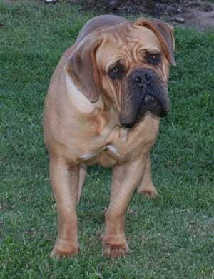 can dogue de bordeaux be black