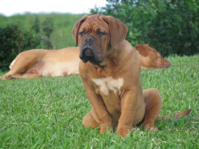 can dogue de bordeaux be black