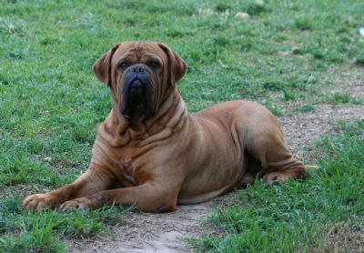 can dogue de bordeaux be black