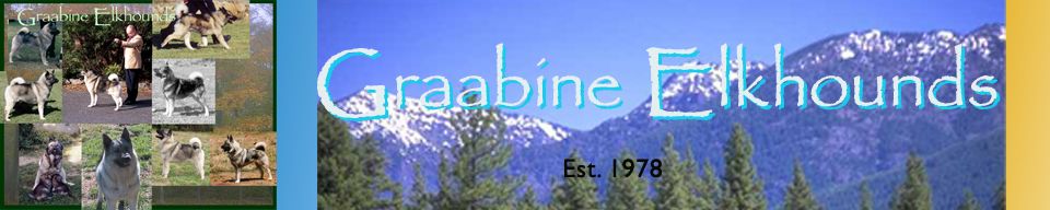 Graabine Elkhounds