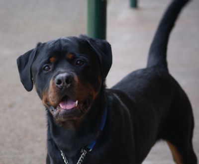 rottweilers