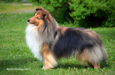 Sheltie kennel 2025