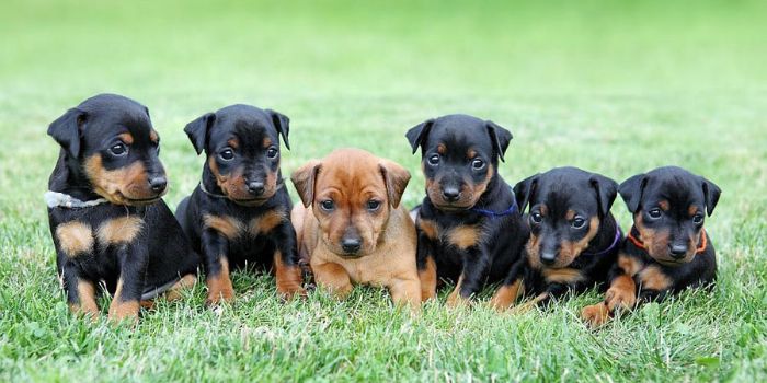 mini pinscher for sale