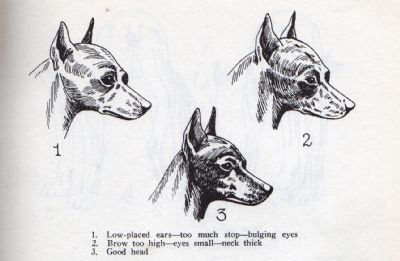 muzzle for miniature pinscher