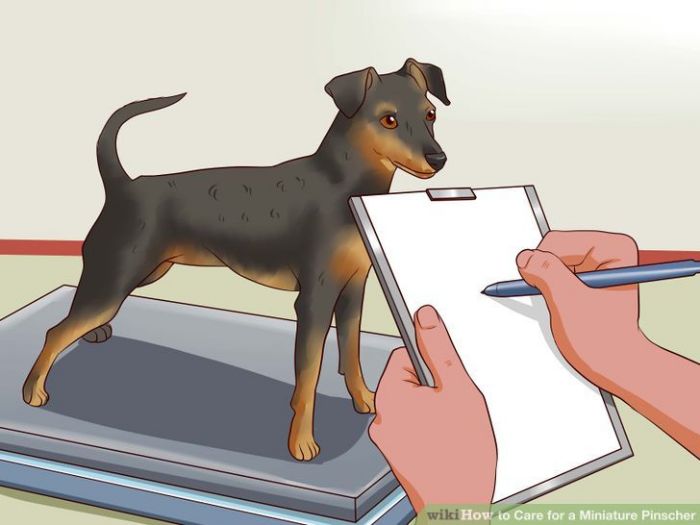 does the miniature pinscher have respiratory signs