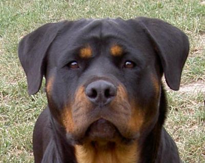 rottweiler mouth