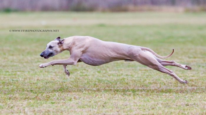 Lure Coursing Invention for Dog Agility