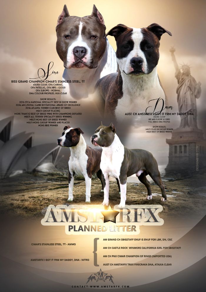 Amstaff male best sale