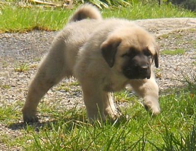 brindle anatolian shepherd puppies for sale