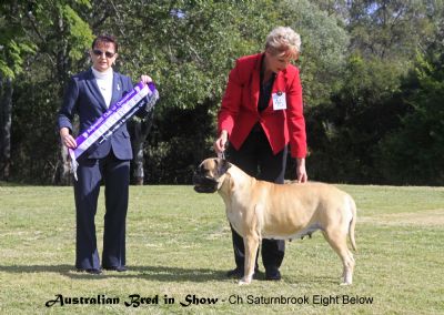 waterlea bullmastiffs