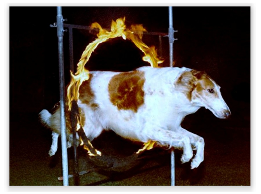 The Fall 2012 - Borzoi Club of America