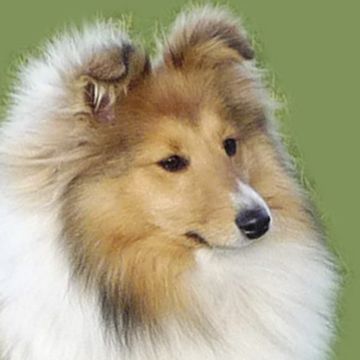 Sheltie kennel clearance