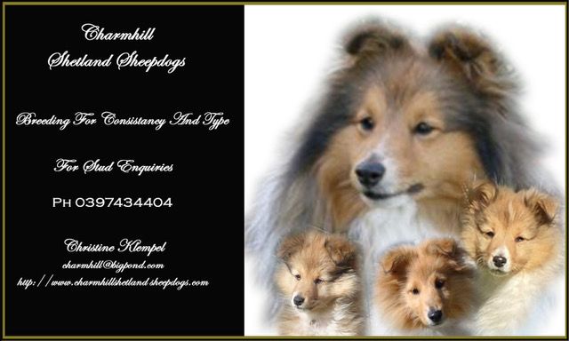 Types best sale of shelties