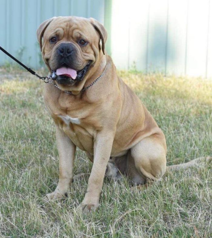 Isabella dogue sale de bordeaux