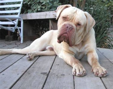 dogue de bordeaux colors mahogany