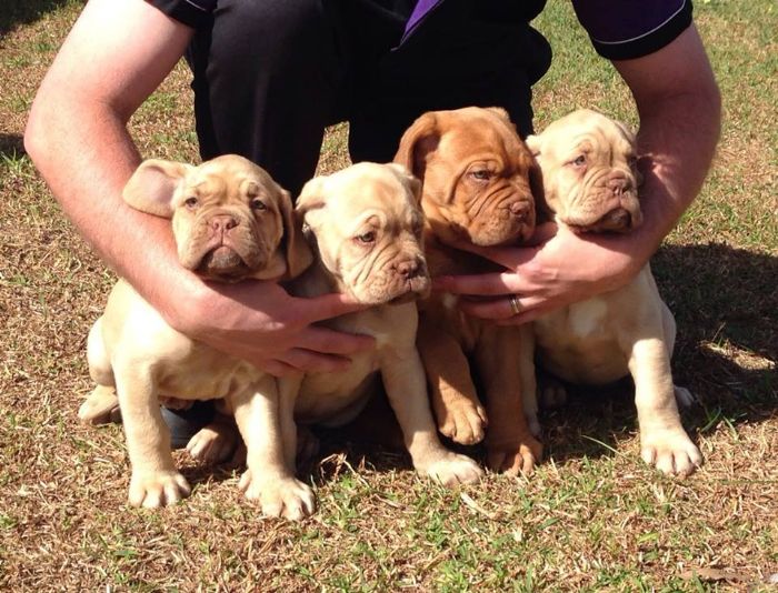 Isabella dogue sale de bordeaux