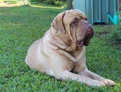 Dogue de bordeaux colors hot sale mahogany