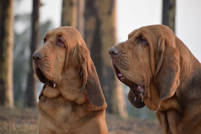 Bloodhound dogs hot sale for sale