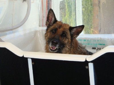 German Shepherd Dogs - Kazkiri GSDs