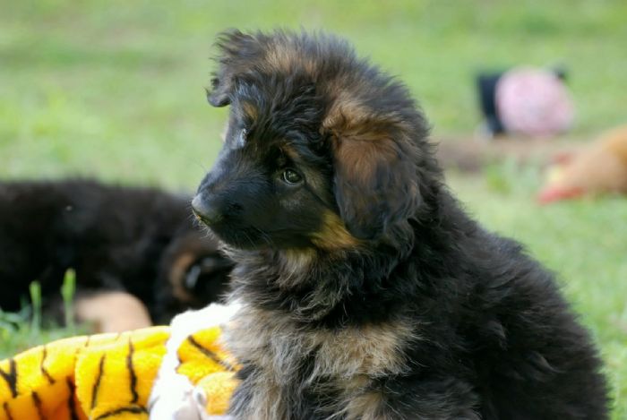 House training on sale german shepherd puppy