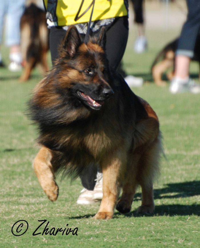 Lsc best sale german shepherd