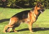 German Shepherd Dogs - Kazkiri GSDs