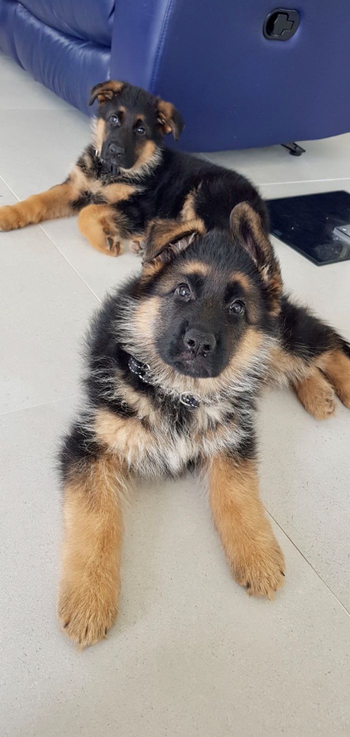 are german shepherds born with soft ears